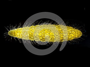 bactery animal isolated