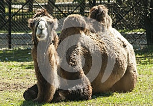 Bactrial camel abed full face