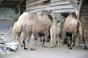 Bactrian Camel 1 photo