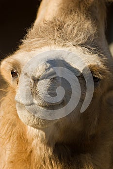 Bactrian Camel