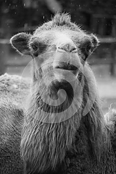 Bactrian camel