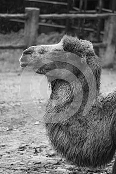 Bactrian camel