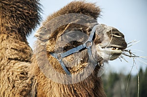 The Bactrian camel