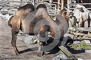 Bactrian camel 17