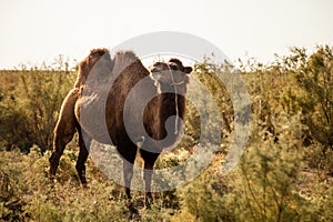 Bactrian camel