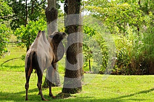 Bactrian Camel