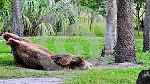 Bactrian camel