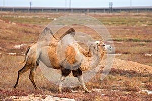 Bactrian camel