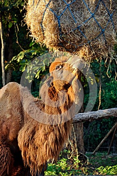 Bactrian camel