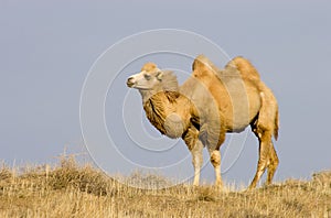 Bactrian camel photo