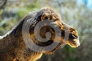 Bactrian Camel