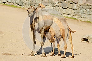 Bactrian camel