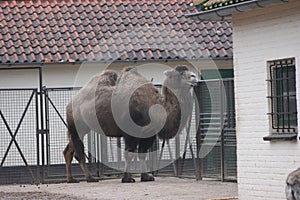 Bactrian camel