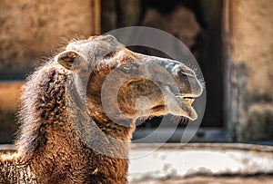 Bactrian camel