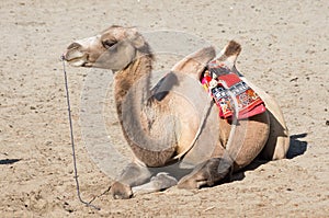 Bactrian camel