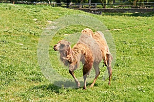 Bactrian camel.