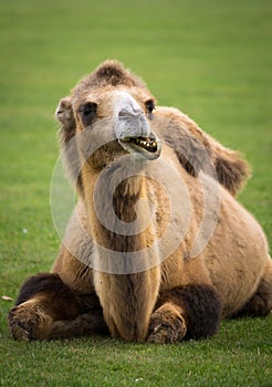 Bactrian Camel