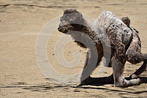 The Bactrian camel baby, baby of camelus bactrianus, camelus ferus