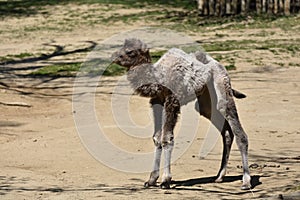 The Bactrian camel baby, baby of camelus bactrianus, camelus ferus