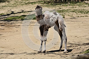 The Bactrian camel baby, baby of camelus bactrianus, camelus ferus