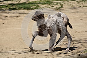 The Bactrian camel baby, baby of camelus bactrianus, camelus ferus