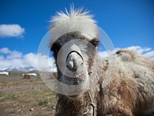 Bactrian camel on a background of blue sky