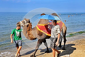 Bactrian camel on the beach