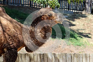 Bactrian camel photo