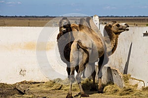 Bactrian camel Camelus bactrianus