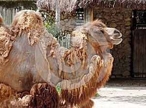 Bactrian Camel Or Camelus Bactrianus