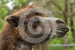 Bactrian camel Camelus bactrianus