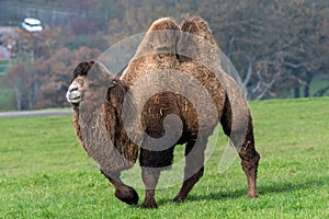 Bactrian camel camelus bactrianus