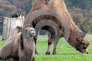 Bactrian camel camelus bactrianus