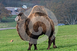 Bactrian camel camelus bactrianus