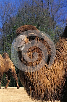 Bactrian Camel, camelus bactrianus