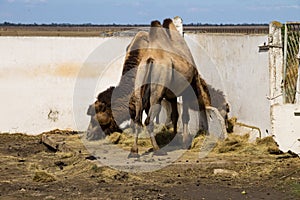 Bactrian camel Camelus bactrianus