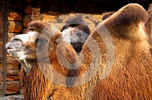 Bactrian camel (Camelus bactrianus)