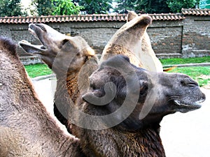 Bactrian camel (Camelus bactrianus)