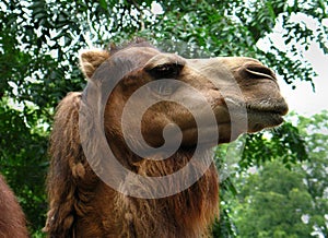 Bactrian camel (Camelus bactrianus)