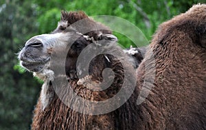 Bactrian camel (Camelus bactrianus)