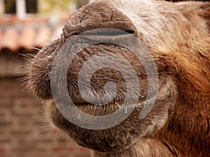 Bactrian camel (Camelus bactrianus)