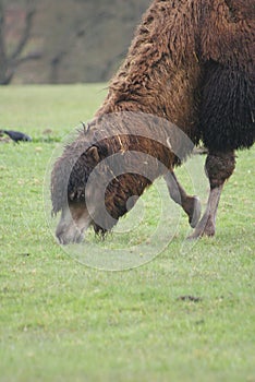 Bactrian Camel - Camelus bactrianus