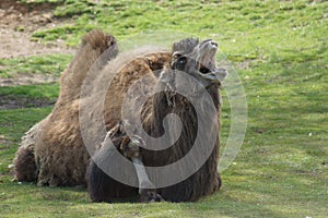 Bactrian Camel - Camelus bactrianus