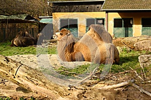 Bactrian Camel (Camelus bactrianus)