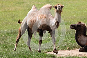 Bactrian camel (Camelus bactrianus).