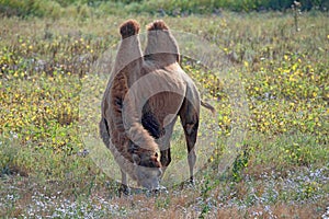 Bactrian camel (Camelus bactrianus)