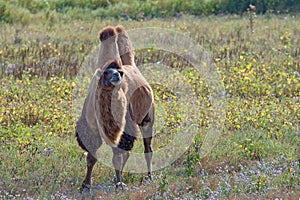 Bactrian camel (Camelus bactrianus)