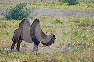 Bactrian camel (Camelus bactrianus)