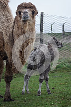 Bactrian Camel - Camelus bactrianus