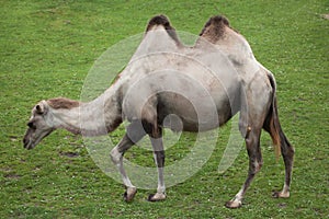 Bactrian camel (Camelus bactrianus).